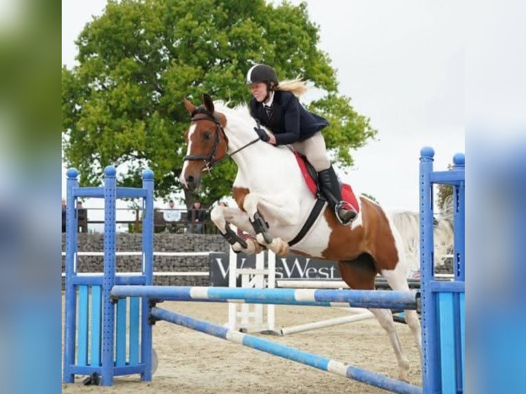 Trakehner Mix Mare 8 years 16.3 hh  in Newport