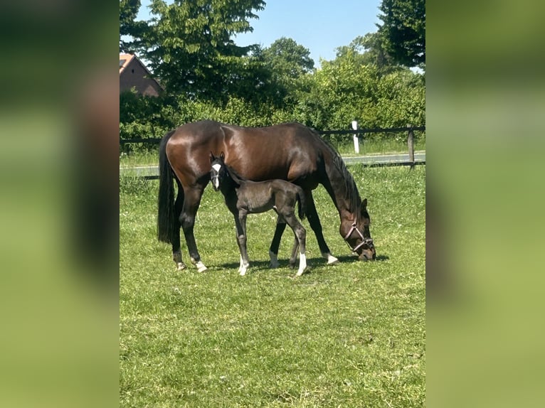 Trakehner Mare 8 years 16 hh Bay-Dark in SendenhorstSendenhorst