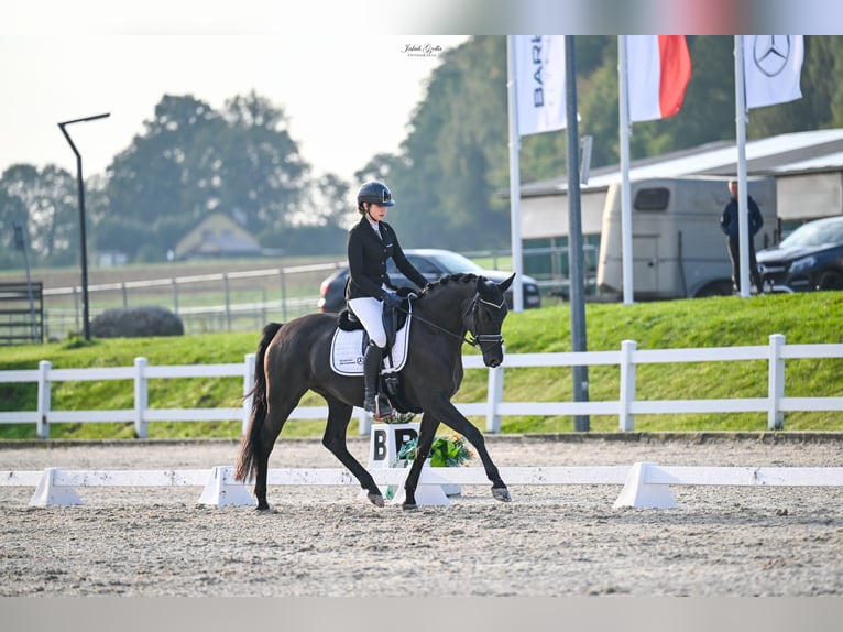 Trakehner Mare 8 years 16 hh in Barłomino