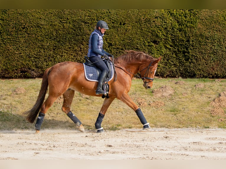 Trakehner Mare 8 years 16,2 hh Chestnut-Red in Wolfhagen