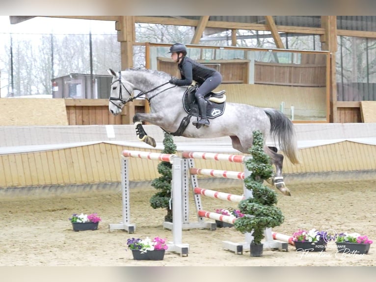Trakehner Mare 8 years Grey in Hünxe