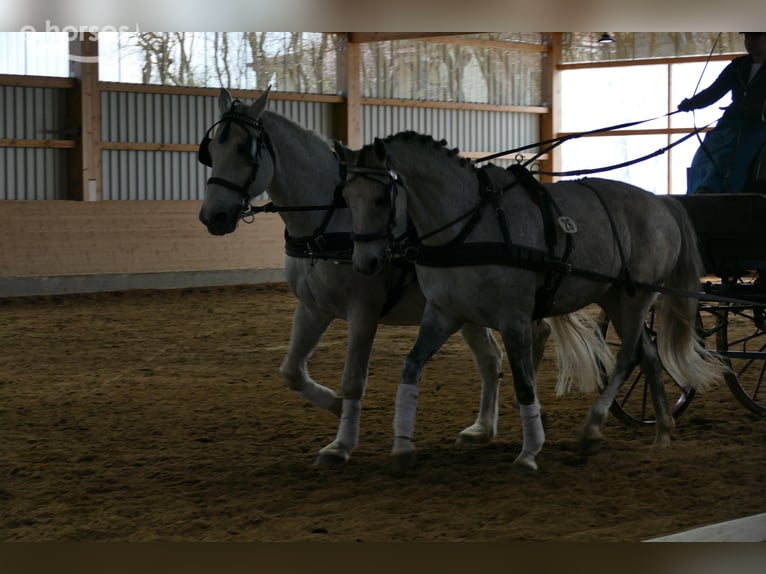 Trakehner Mare 9 years 15.2 hh Grey in Ganschow