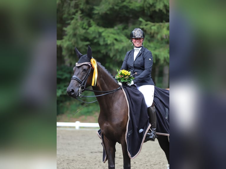 Trakehner Mare 9 years 15,3 hh Black in Hohenlockstedt