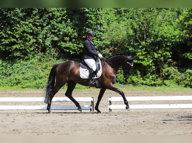 Trakehner Mare 9 years 15,3 hh Black in Hohenlockstedt