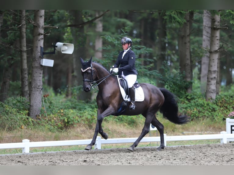 Trakehner Mare 9 years 15,3 hh Black in Hohenlockstedt