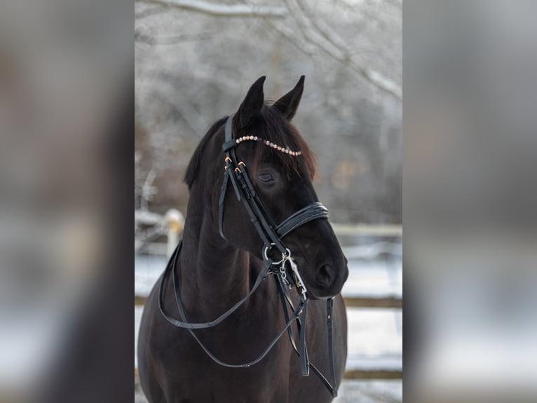 Trakehner Mare 9 years 15,3 hh Black in Hohenlockstedt