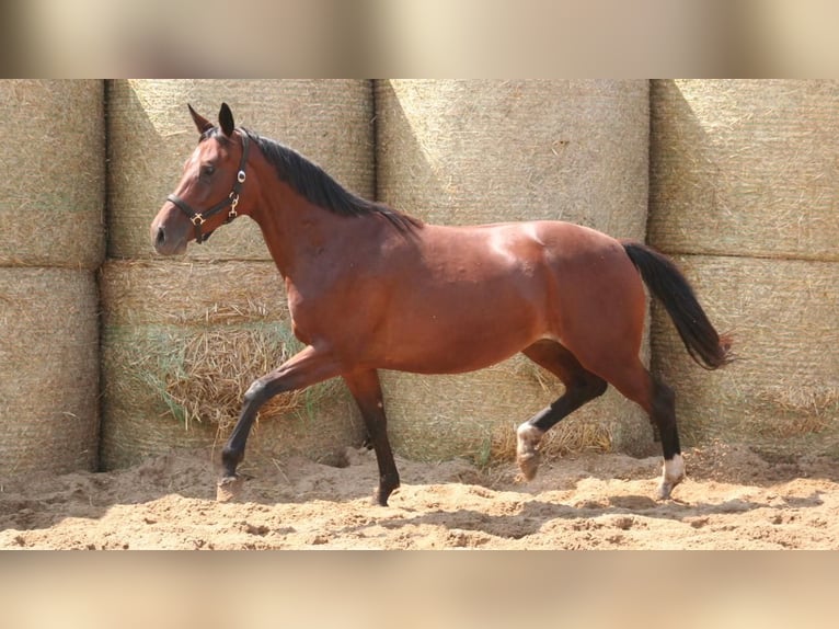 Trakehner Mare 9 years 15.3 hh  in Aytos