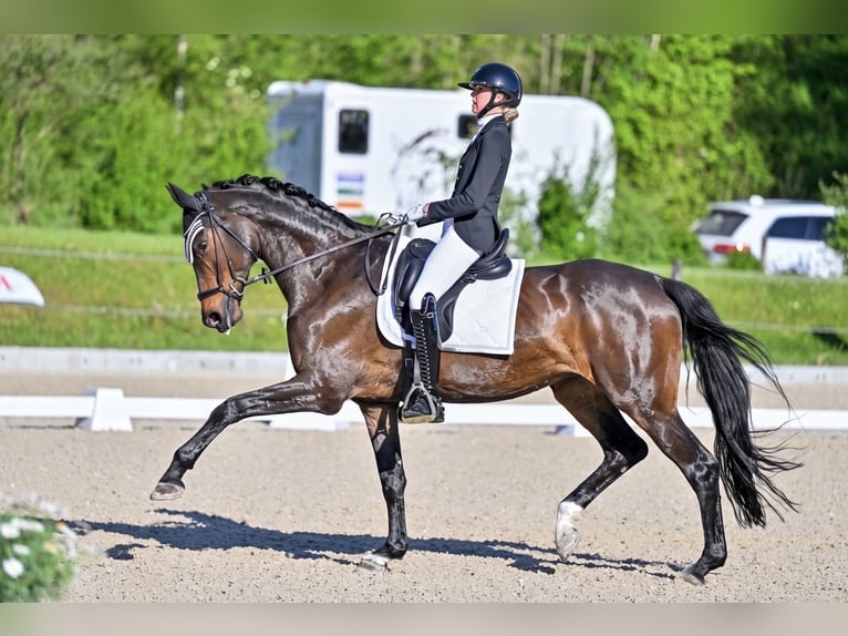 Trakehner Mare 9 years 16.1 hh Bay-Dark in Aadorf