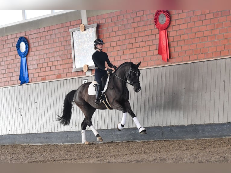 Trakehner Mare 9 years 16,1 hh Black in Brodersdorf