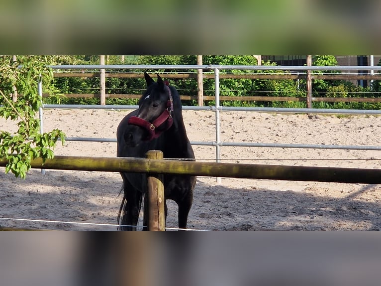 Trakehner Mare 9 years 16,1 hh Black in Rückeroth