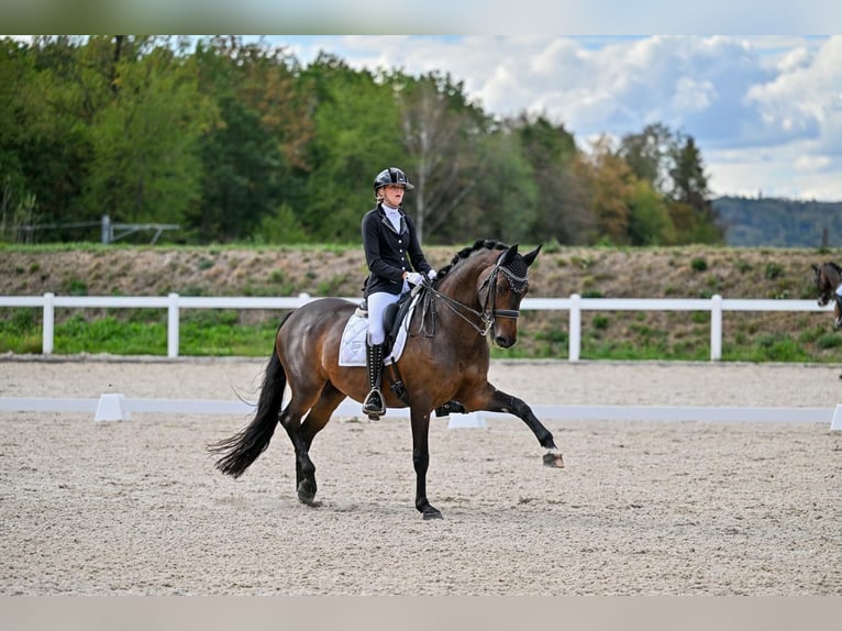Trakehner Mare 9 years 16.2 hh Bay-Dark in Aadorf