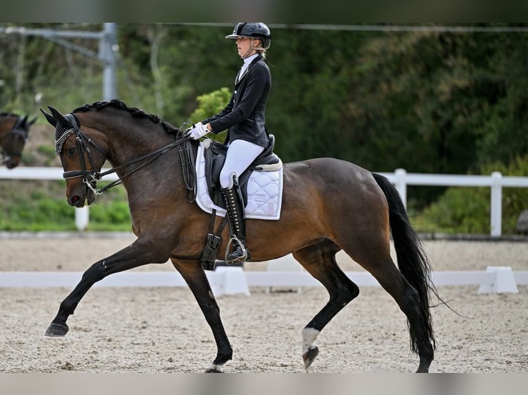 Trakehner Mare 9 years 16.2 hh Bay-Dark in Aadorf