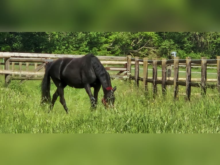 Trakehner Mare 9 years 16,2 hh Black in Selters