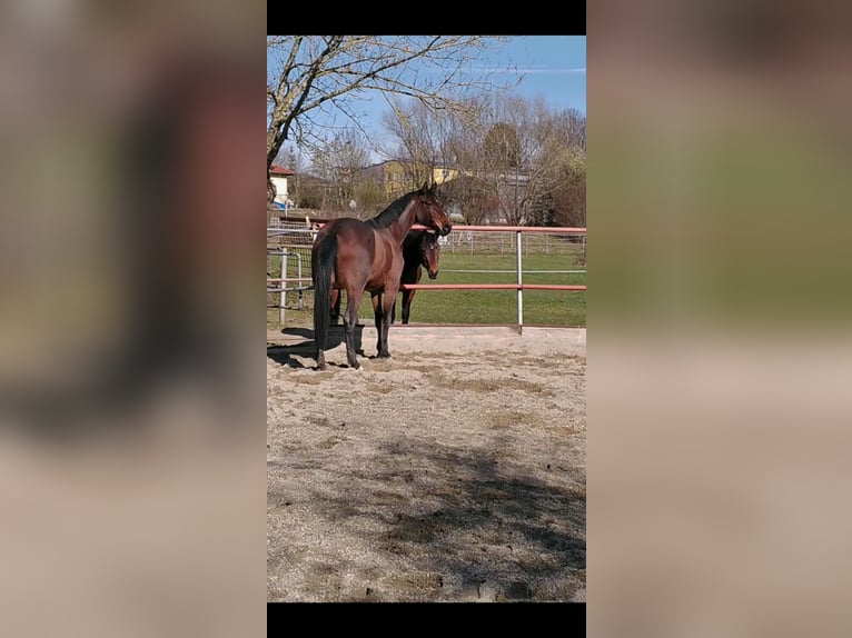 Trakehner Mare 9 years 16,2 hh Brown in Alfdorf