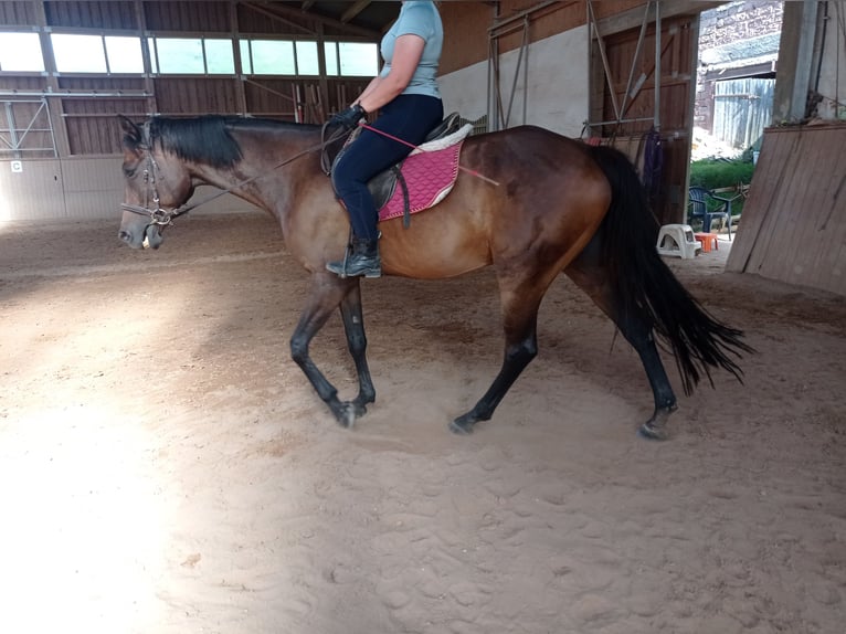 Trakehner Mare 9 years 16 hh Bay-Dark in Höheischweiler