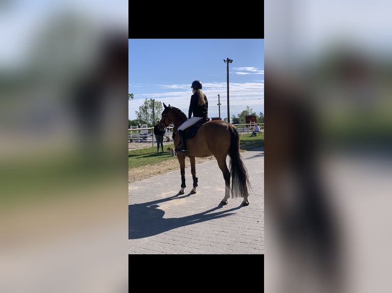 Trakehner Mare 9 years 16 hh Brown in Großenkneten