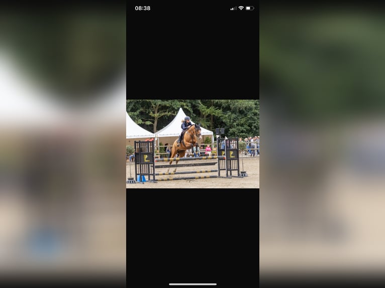 Trakehner Mare 9 years 16 hh Brown in Großenkneten