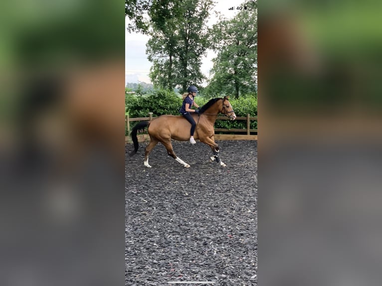 Trakehner Mare 9 years 16 hh Brown in Großenkneten