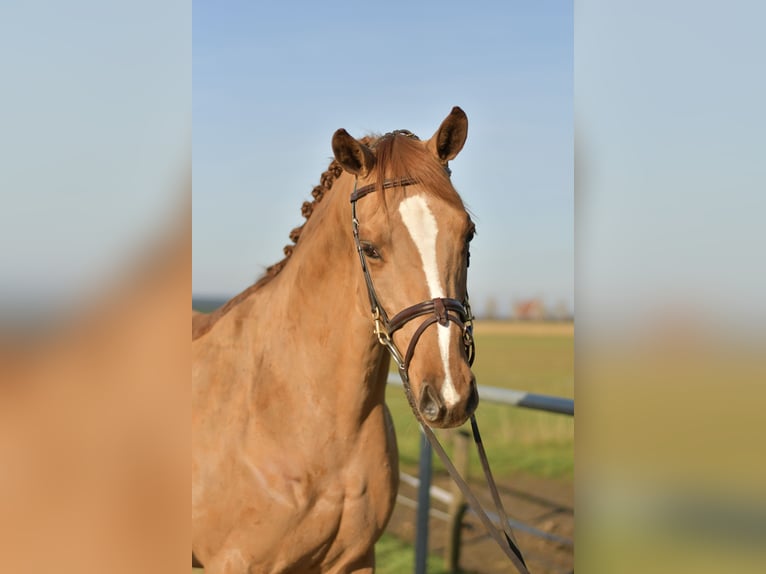 Trakehner Mare 9 years 16 hh Chestnut-Red in Geilenkirchen
