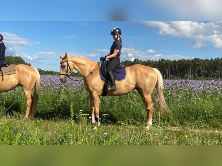 Trakehner Mix Mare 9 years 16 hh Palomino in Rathenow