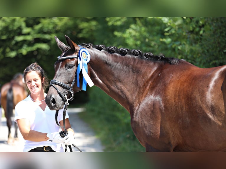 Trakehner Mare 9 years 16,1 hh Smoky-Black in Weilheim in Oberbayern