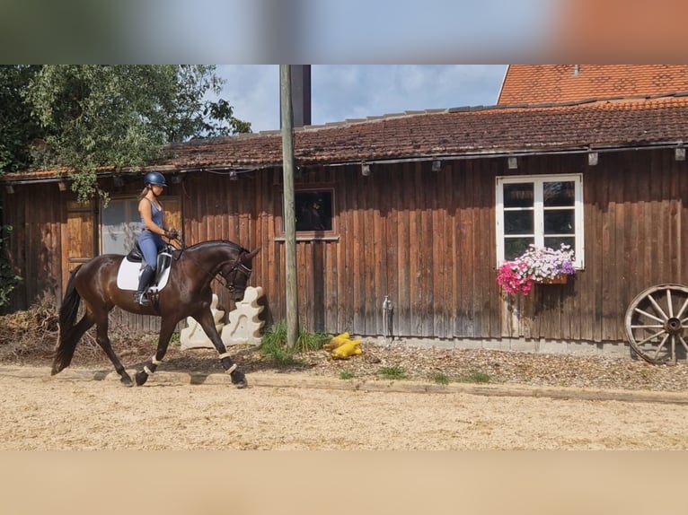Trakehner Mare 9 years 16,1 hh Smoky-Black in Weilheim in Oberbayern