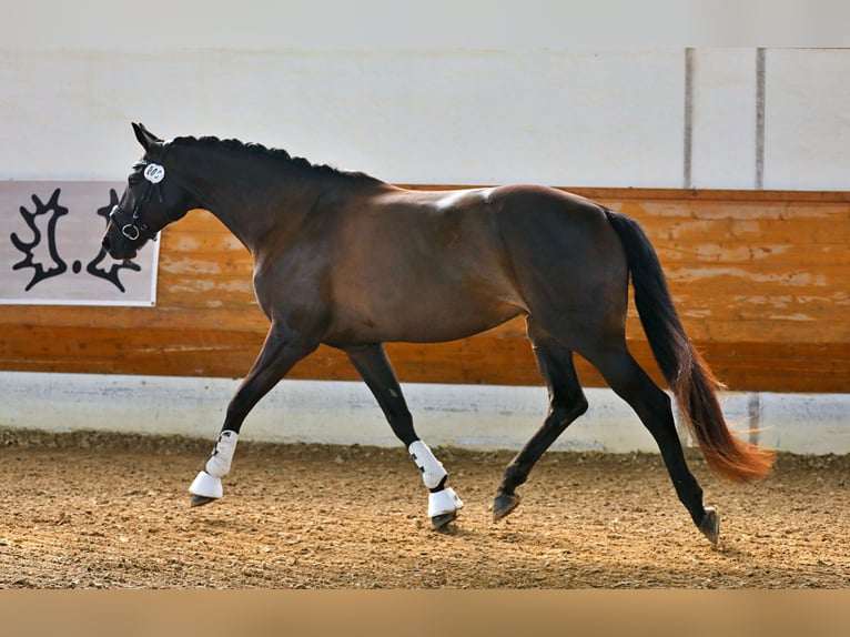 Trakehner Mare 9 years 16,1 hh Smoky-Black in Weilheim in Oberbayern