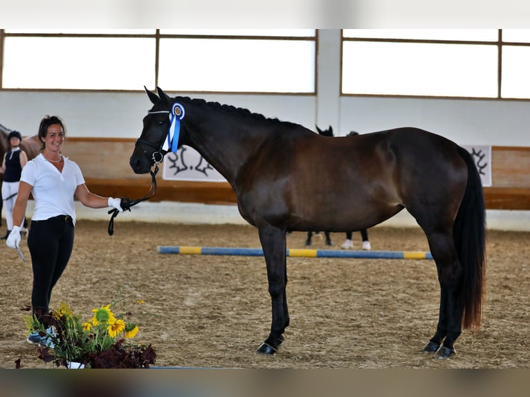 Trakehner Mare 9 years 16,1 hh Smoky-Black in Weilheim in Oberbayern