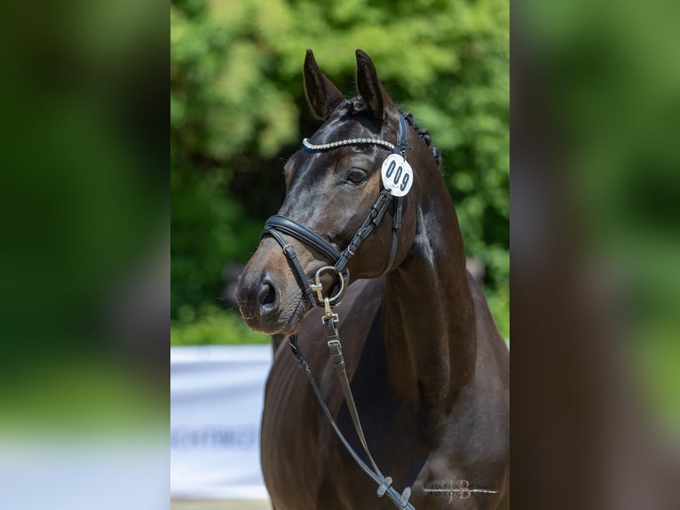 Trakehner Mare 9 years 16,1 hh Smoky-Black in Weilheim in Oberbayern
