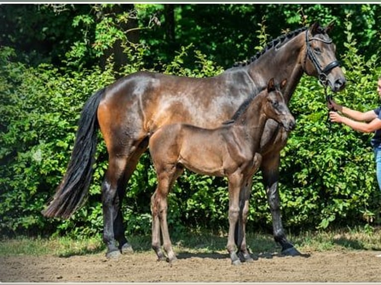 Trakehner Mare 9 years 16,2 hh Bay-Dark in Neuerburg