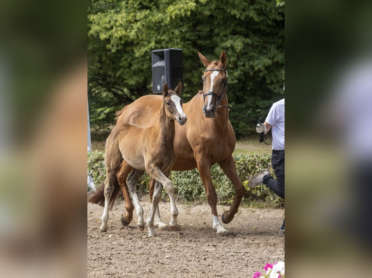 Trakehner Mare 9 years 17 hh Chestnut-Red in Kneitlingen
