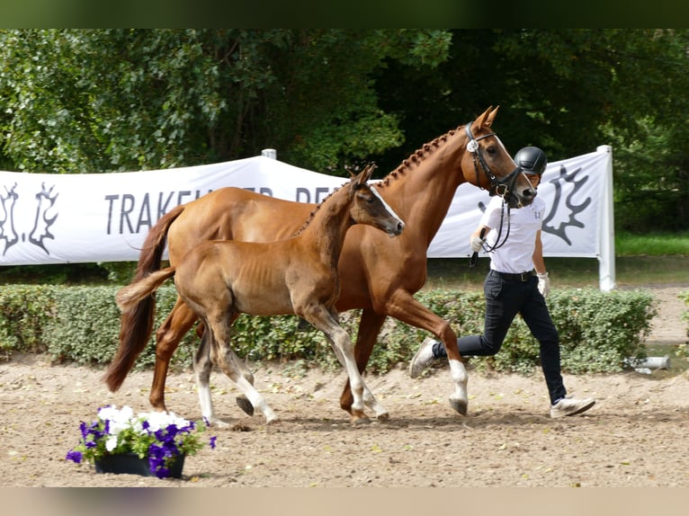 Trakehner Mare 9 years 17 hh Chestnut-Red in Kneitlingen