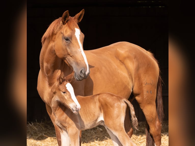 Trakehner Mare 9 years 17 hh Chestnut-Red in Kneitlingen