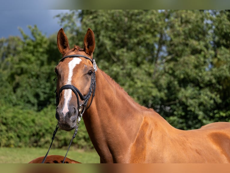 Trakehner Mare 9 years 17 hh Chestnut-Red in Kneitlingen