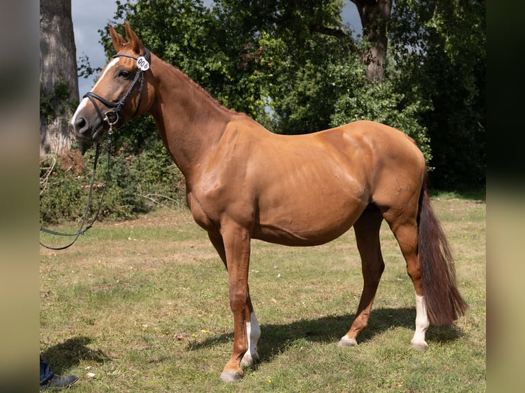 Trakehner Mare 9 years 17 hh Chestnut-Red in Kneitlingen