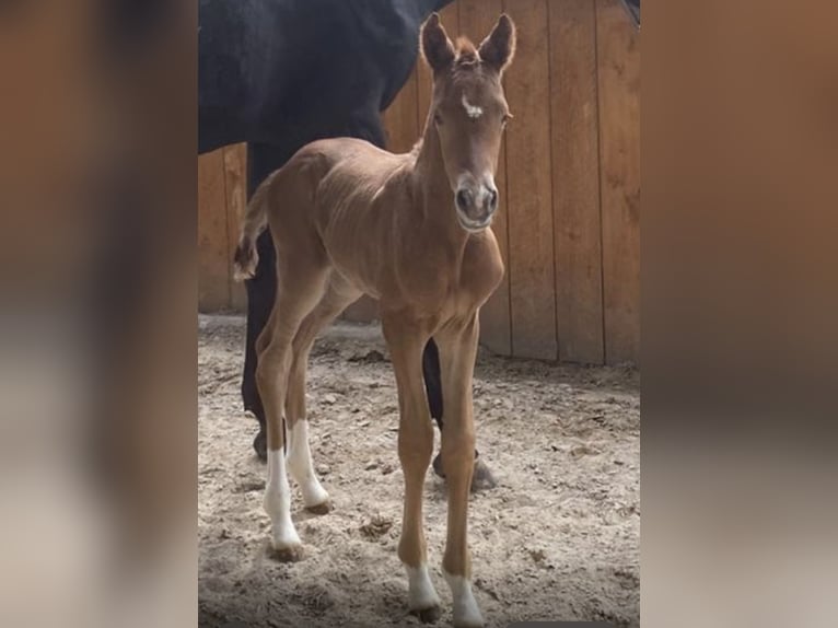 Trakehner Mare  10,2 hh Chestnut-Red in SchmitshausenWalshausen