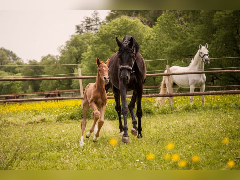 Trakehner Mare  10,2 hh Chestnut-Red in SchmitshausenWalshausen