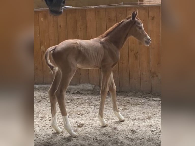Trakehner Mare  10,2 hh Chestnut-Red in SchmitshausenWalshausen