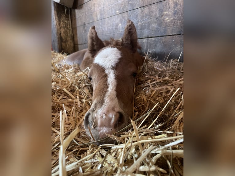 Trakehner Mare  15,1 hh Chestnut-Red in Weißenburg in BayernWeißenburg