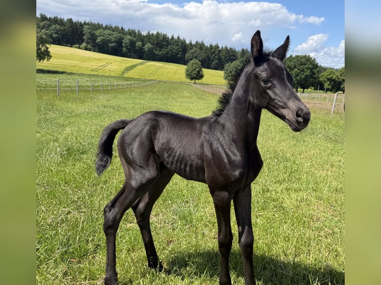 Trakehner Mare Foal (06/2026) 16.1 hh Black in Rosengarten