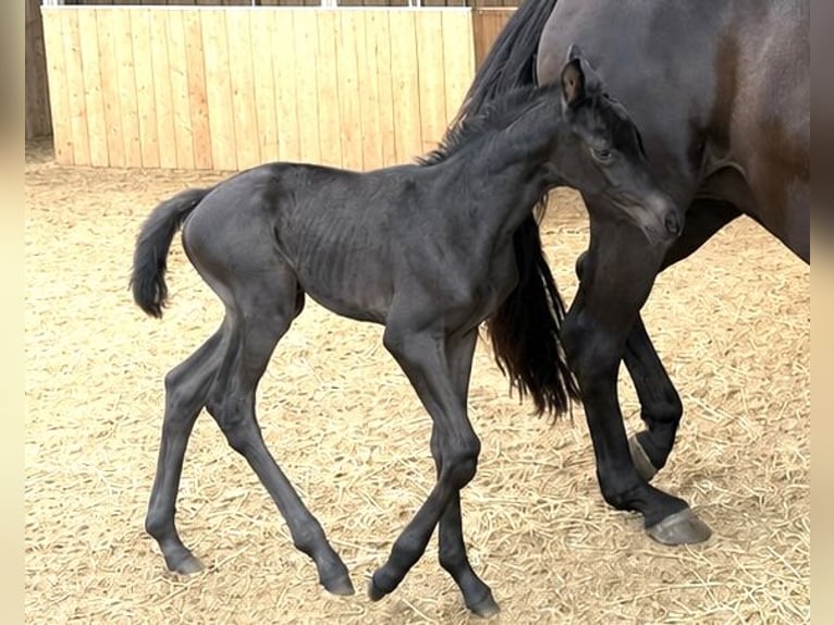 Trakehner Mare Foal (06/2026) 16.1 hh Black in Rosengarten