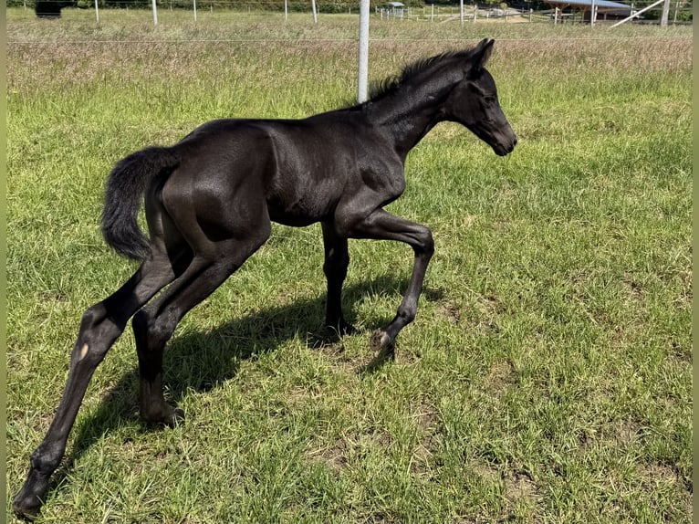 Trakehner Mare Foal (06/2026) 16.1 hh Black in Rosengarten