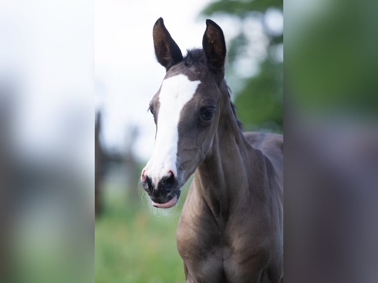 Trakehner Mare Foal (05/2024) 16,1 hh Black in Sperenberg