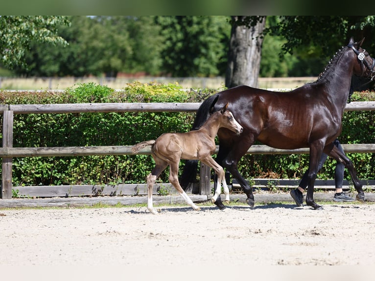 Trakehner Mare Foal (05/2024) 16,1 hh Black in Sperenberg