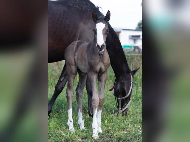 Trakehner Mare Foal (05/2024) 16,1 hh Black in Sperenberg