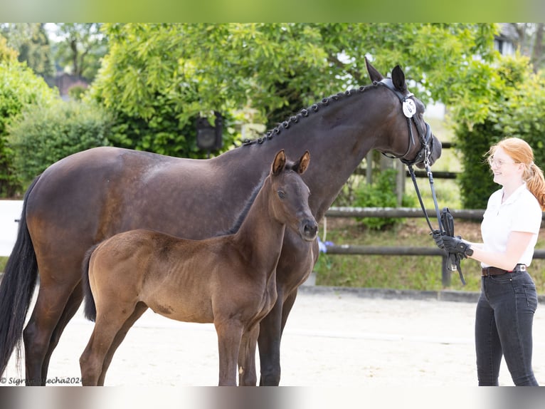 Trakehner Mare Foal (05/2024) 16,2 hh Black in Issum