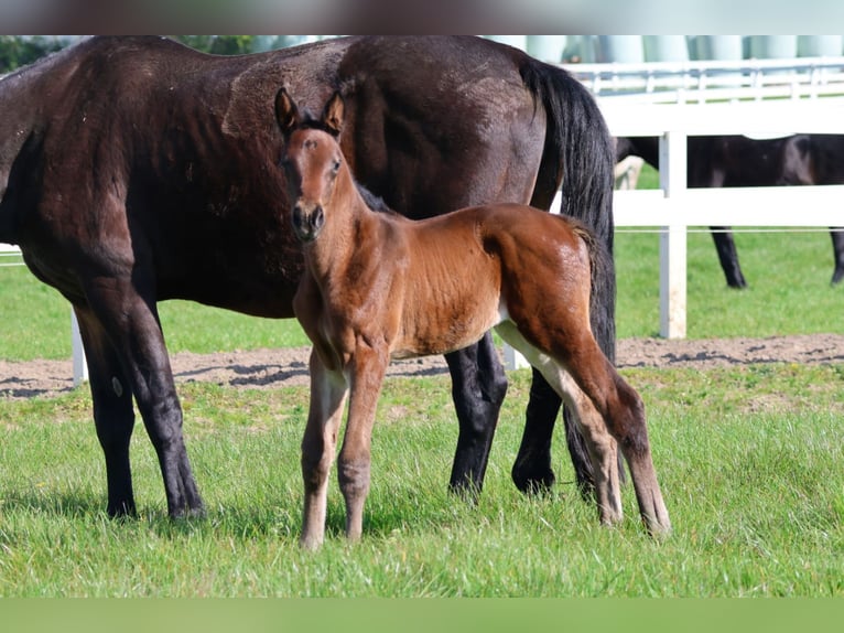 Trakehner Mare Foal (04/2024) 16,2 hh Brown in Bad Oldesloe