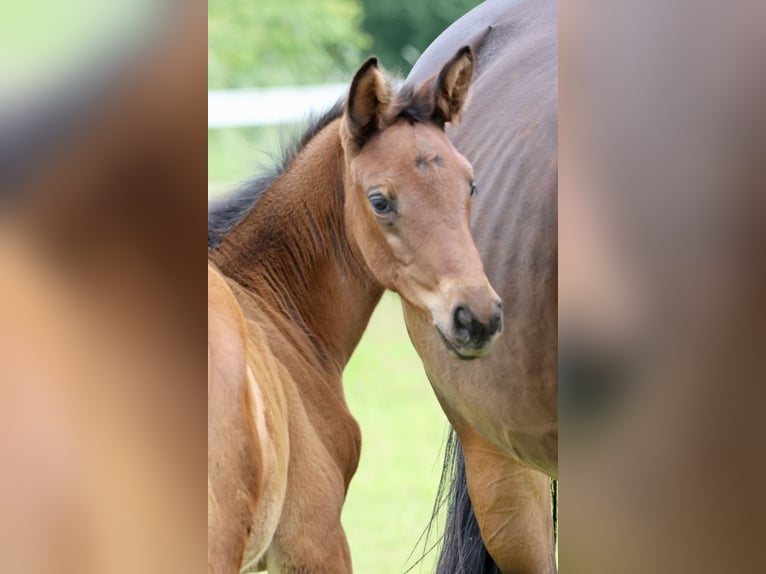 Trakehner Mare Foal (04/2024) 16,2 hh Brown in Bad Oldesloe