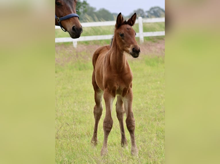 Trakehner Mare Foal (04/2024) 16,2 hh Brown in Bad Oldesloe