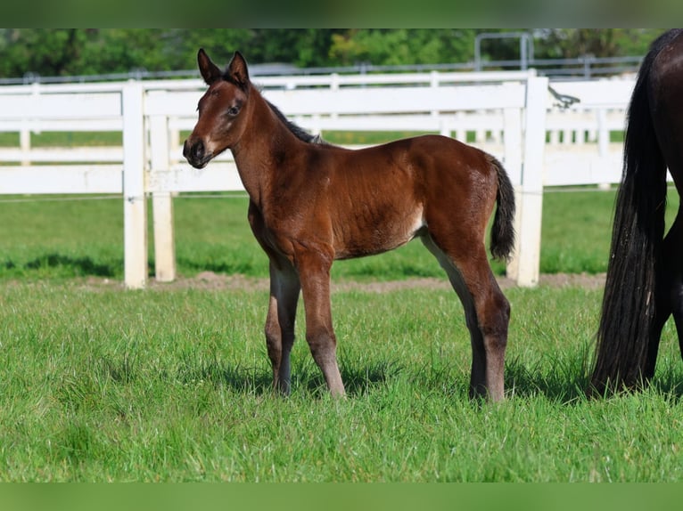 Trakehner Mare Foal (04/2024) 16,2 hh Brown in Bad Oldesloe